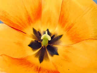 Nahaufnahme einer gelben Tulpenblüte - Tulpe im Frühling © Tobias