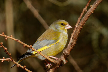 Fototapeta premium European greenfinch or simply the greenfinch (Chloris chloris)