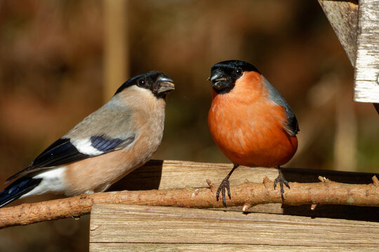 Female and male Eurasian bullfinch or common bullfinch (Pyrrhula pyrrhula)