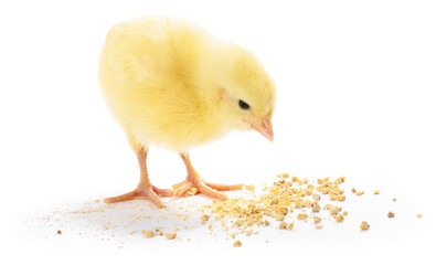 Cute yellow chick on white background. Baby animal © New Africa