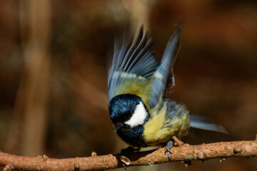 The great tit (Parus major). © heitipaves