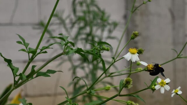 Carpenter Bee Pollinating Wild Flower in Natural Environment