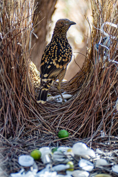 A Male Western Bowerbird (Chlamydera guttata) perched inside its elaborate bower, a structure built from twigs and adorned with an assortment of found objects like shells and green fruits.