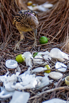 A close-up shot captures a collection of plastic waste in a Western Bowerbird Chlamydera guttata bower, such as discarded bottle caps