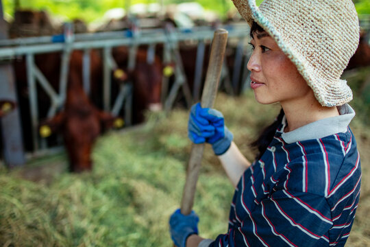 Woman farmer feeding cattle in barn
