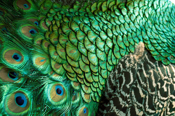 Peacock feather pattern, bright green - blue bird tail texture © artemstepanov