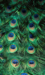 Obraz premium Peacock feather pattern, bright green - blue bird tail texture