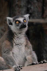 Naklejka premium Ring-Tailed Lemur Portrait Sitting on Wooden Surface