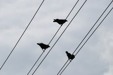 Fototapeta premium Graphic silhouettes of birds perched on power lines against an overcast sky