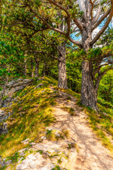 Fototapeta premium The ancient primeval forest of Perucica with the majestic Skakavac waterfall, one of the last remaining rainforests in Europe, Sutjeska National Park.