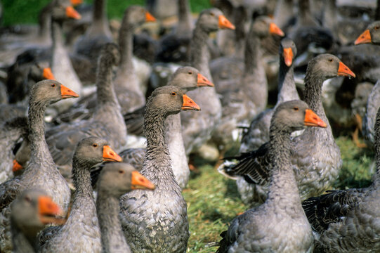 Flock of geese gathered in the Lot department, Midi-Pyrenees region of Occitanie, France during the day