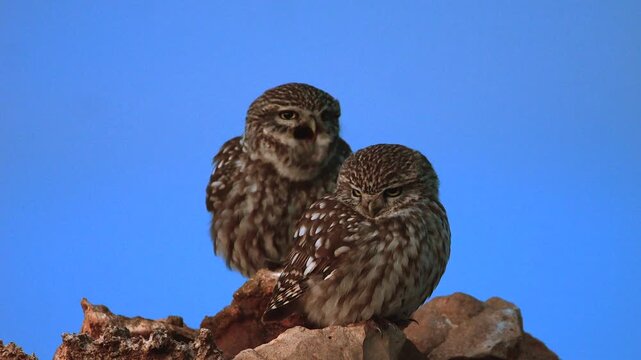couple of little owl, Athene noctua, close together, calling 716
