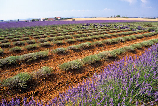 Manual harvesting of lavender in a field on the Plateau of Valensole in Provence, France during the summer season