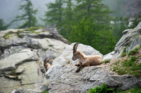 Alpine ibex resting on a rock in the Fontanalba valley of Mercantour National Park in France