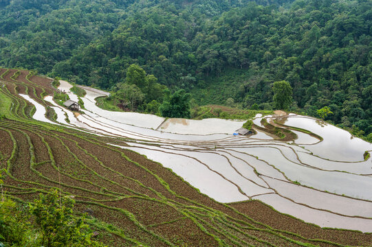 Terraced paddy fields show farming practices in Cao Bang province, Northern Vietnam during rice cultivation season