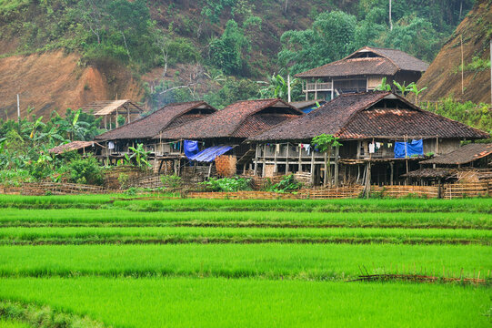 Hamlet built among paddy fields on river bank in Northern Vietnam showcasing rural life and rice cultivation