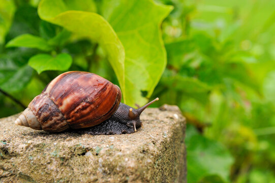Snail crawls on stone near Ba Be Lake in Bac Kan province during a sunny day in Northern Vietnam