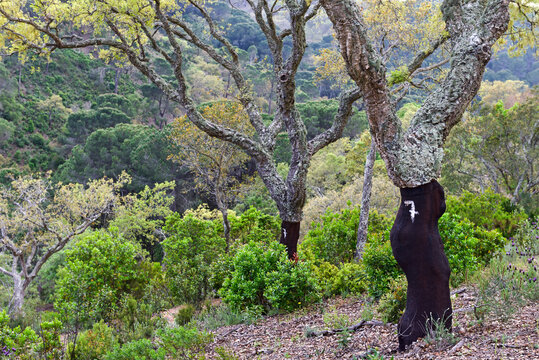 Cork oak trees in a plantation showing the bark stripping process in Alentejo region of Portugal