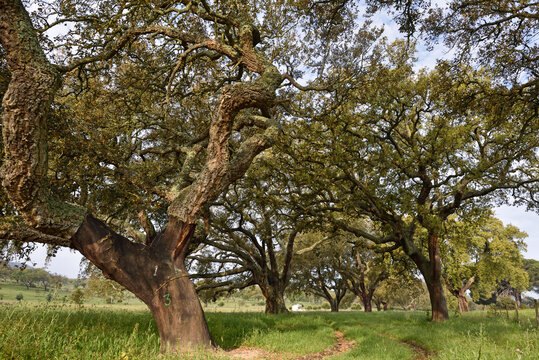 Old cork oak trees stand in a plantation in Alentejo region of Portugal during daylight