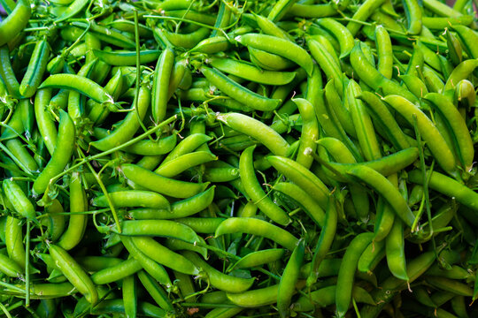 Fresh garden peas in their pods ready for harvest in the fields of France during the growing season