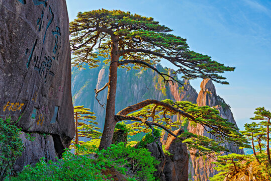 Discovering the ancient Ying Ke Song, a 1000 year old pine in Huangshan, a UNESCO World Heritage site in China