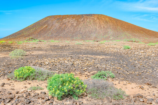 Discover volcanic terrain and plant life on Lobos Island in Fuerteventura, Canary Islands, Spain with a clear blue sky above