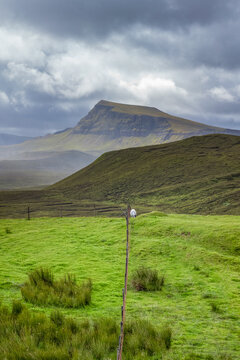 Lone sheep grazes on the rugged hills at Trotternish escarpment in Isle of Skye Inner Hebrides Scotland