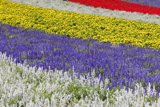 Colorful flower fields show a variety of blooms in a wide landscape of Shikisai-no-oka in Biei, Hokkaido, showcasing nature's beauty in Japan