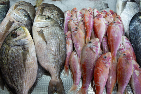 Fresh seafood display at Fethiye Fish Market featuring various fish types in Turkey