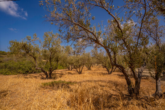 Olive trees display in a landscape near Piskopiano village under the blue sky of Crete in Greece