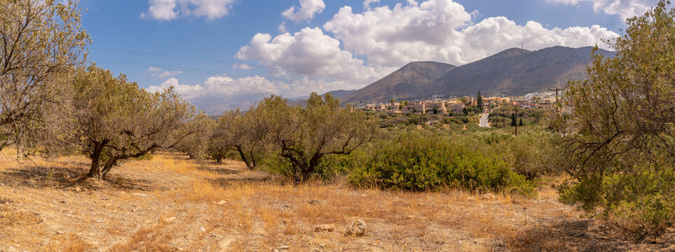 Olive trees grow near a village in Crete with mountains and clouds in the background, Greece, Europe