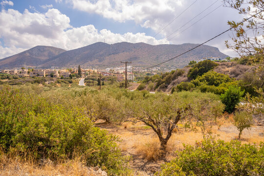 Beautiful view of olive trees and mountains near Piskopiano village in Crete Greece under a cloudy sky