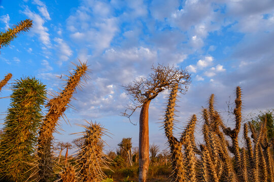 Exploration of spiky plants in Ifaty Spiny Forest during golden hour in Madagascar