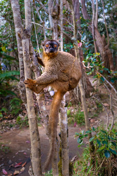 Common brown lemur climbing a tree in Andasibe National Park during the day in Madagascar
