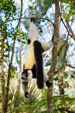 Black and white ruffed lemur hangs from tree branch in Andasibe National Park at midday