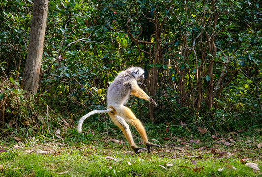 Sifakas dance in the forest of Madagascar showcasing their unique movement and playful nature