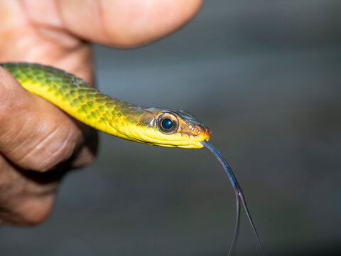 Linnaeus sipo snake head detail held by guide on Maraon River in Peru