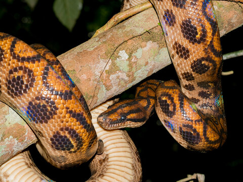 Rainbow boa captured by local guide on tree branch in Peru's rainforest near Maraon River