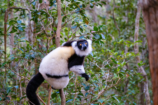 Black and white ruffed lemur climbs a tree in Madagascar during daylight, displaying unique features and behavior