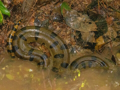 Green anaconda curls up in a creek in the rainforest of Pacaya Samiria Preserve in Peru