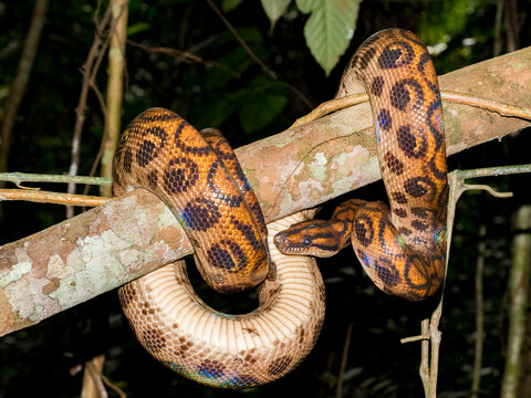 Adult rainbow boa encounters a guide along the Maraon River in Peru while resting on a tree branch in the rainforest