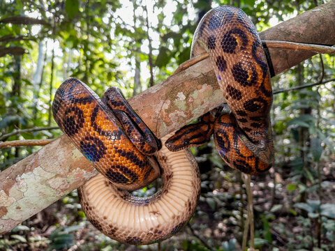 Adult rainbow boa captured by local guide on the Maraon River in Peru showcasing its vibrant colors and unique patterns