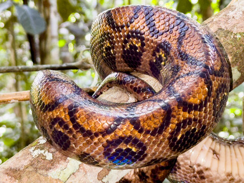 Adult rainbow boa caught by a local guide on the Maraon River in Peru, showcasing its unique colors and patterns in the jungle
