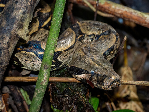 Red-tailed boa caught by local guide along Maraon River in Peru