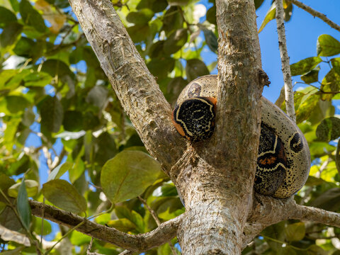 Red-tailed boa resting in tree branches, observing surroundings in the Amazon rainforest of Peru
