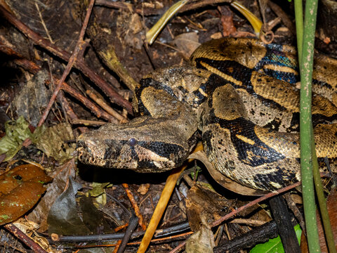 Adult red-tailed boa caught by a local guide along the Maraon River in Peru's Loreto region