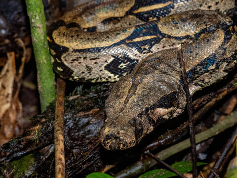Adult red-tailed boa caught by local guide in the wild near the Maraon River in Peru