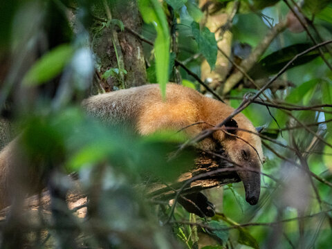 Adult southern tamandua resting in a tree among leaves in Peru's Amazon rainforest