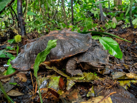 Adult female Amazonian mata mata resting on the forest floor near the Maraon River in Peru