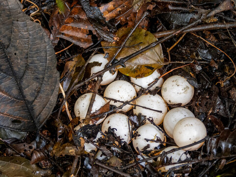 Eggs of Amazonian mata mata turtle found on Tierra Firma along the Maraon River in Peru during nesting season